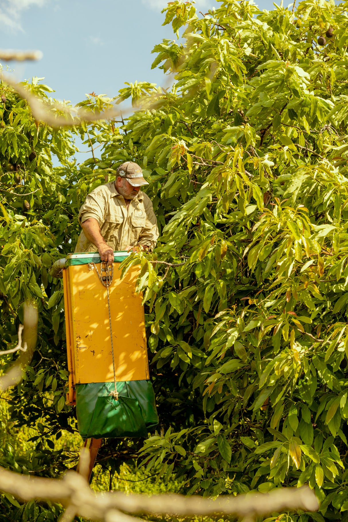 Cherry Creek Estate - Extra Virgin Cold-Pressed Avocado Oil